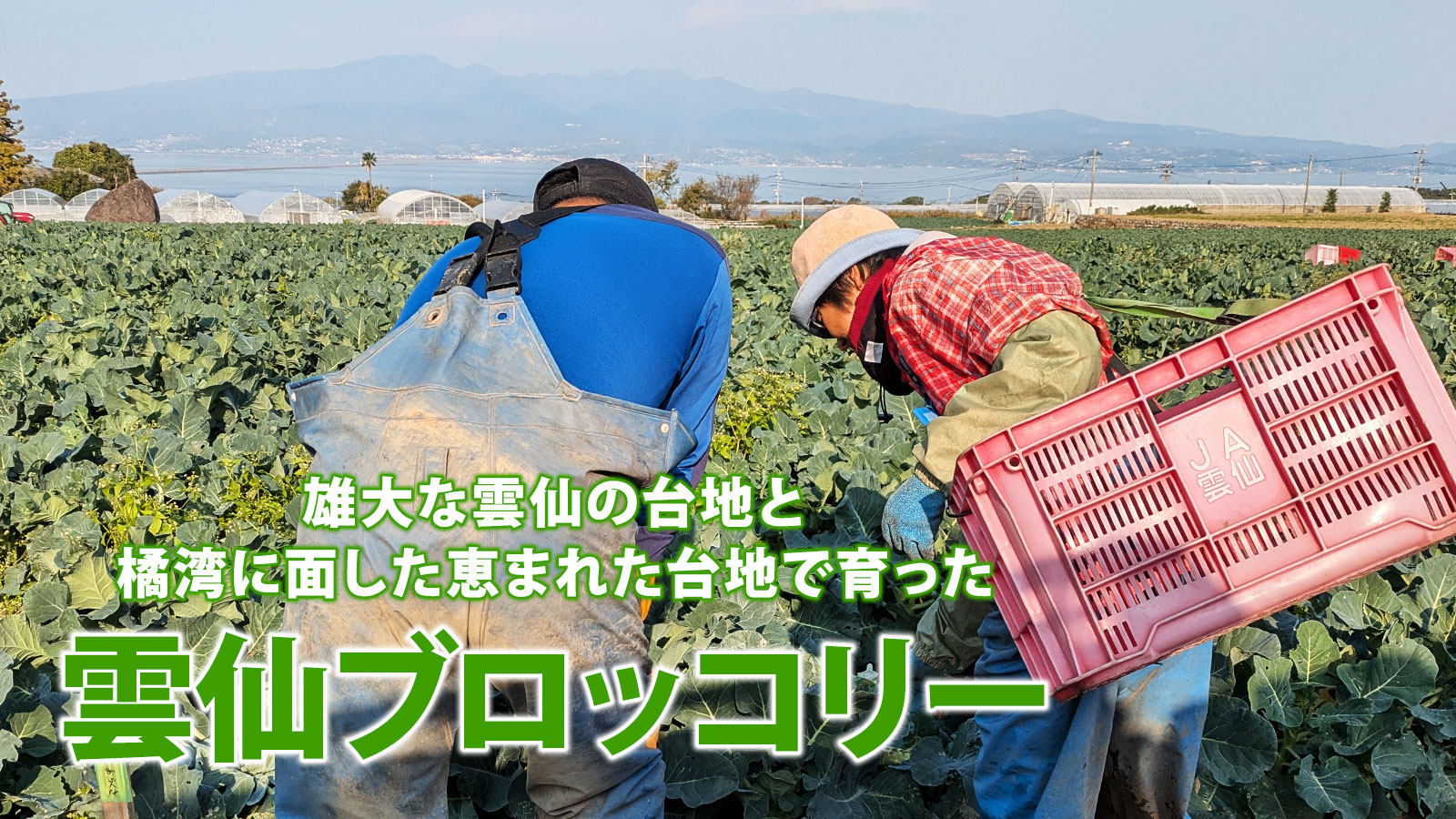 雄大な雲仙の台地と橘湾に面した恵まれた台地で育った雲仙ブロッコリー