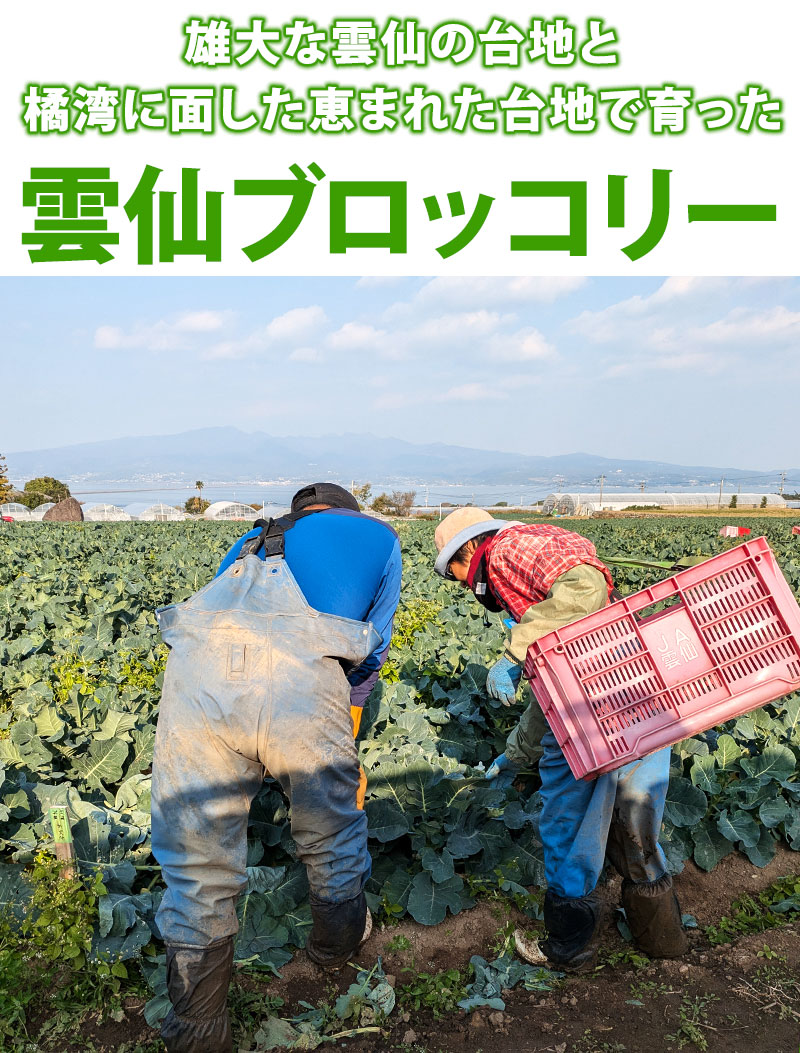 雄大な雲仙の台地と橘湾に面した恵まれた台地で育った雲仙ブロッコリー